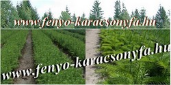 Fenyőcsemete
