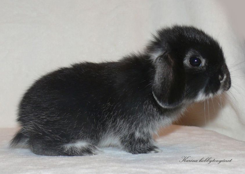 MINI KOSORR NYUSZIK TENYSZTŐTŐL ELADK Győr-Abda