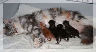 Maine Coon kiscica