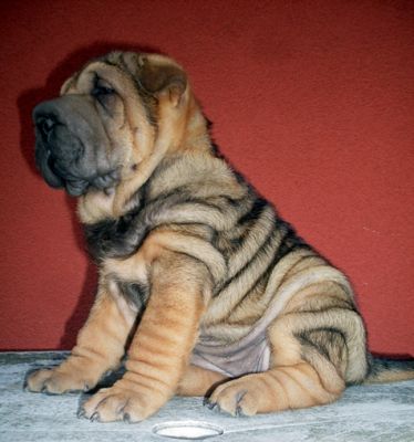 SHAR-PEI kolykok ignyesebbeknek