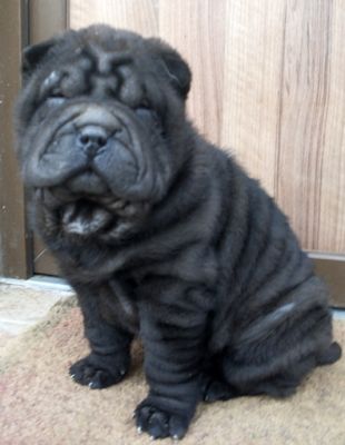 Fekete SHAR-PEI fik eladk