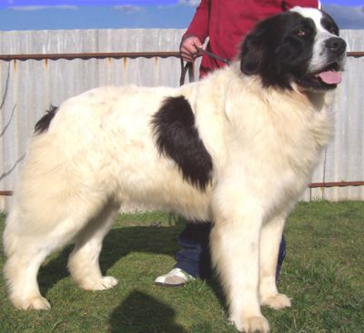Landseer klykk, kiskutyk