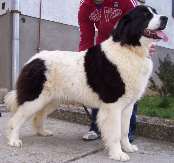 Landseer klykk, kiskutyk