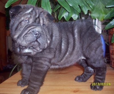 SHAR-PEI kislny