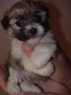 Bishon havanese kisfi