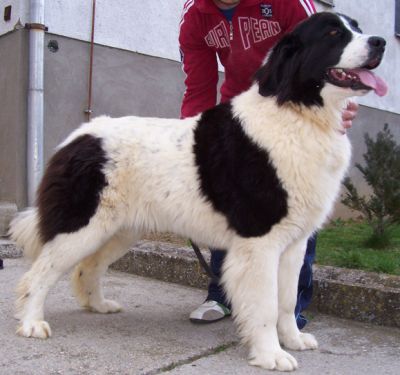 Moszkvai őrkutya klykk, kiskutyk